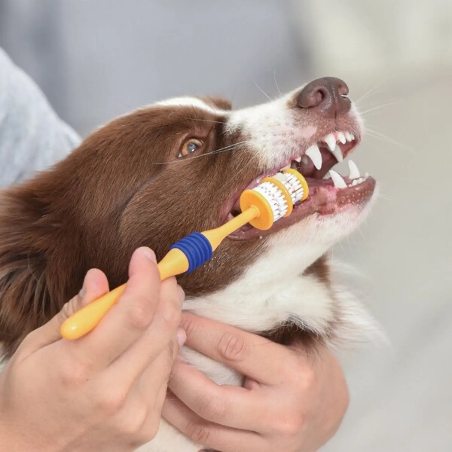 360 Degree Dog Toothbrush for Puppy/Small Dog