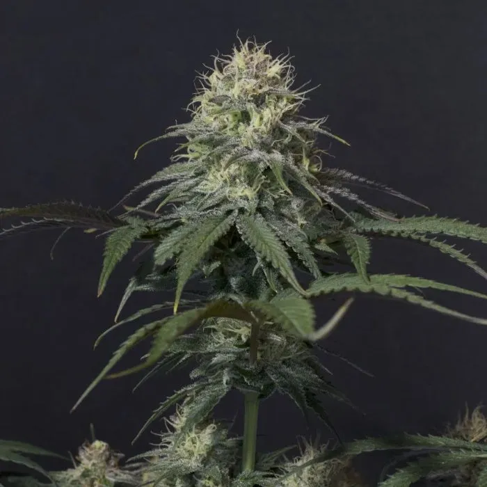 Fast Buds - Tropicana Cookies - Fast Flowering