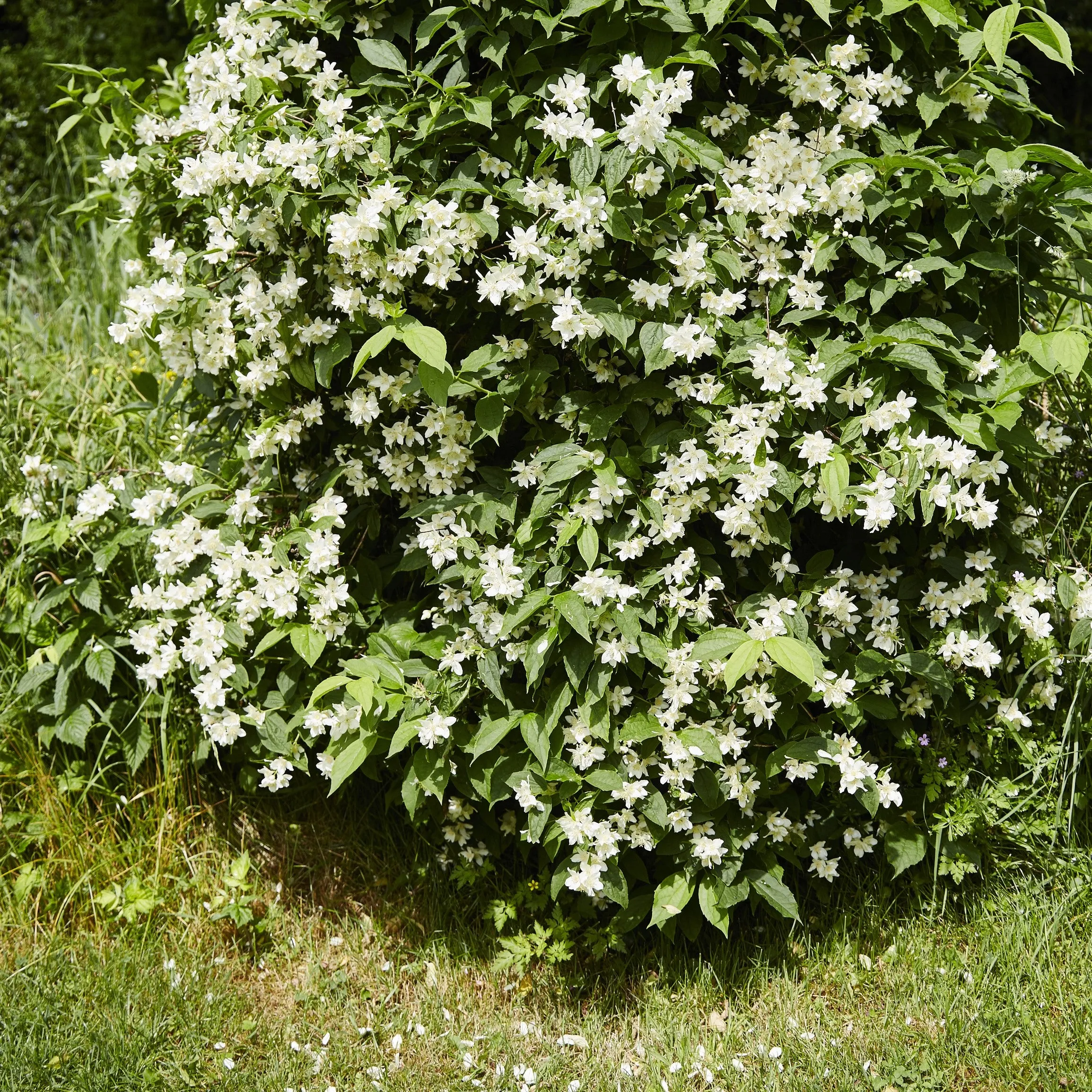 Natchez Mock Orange