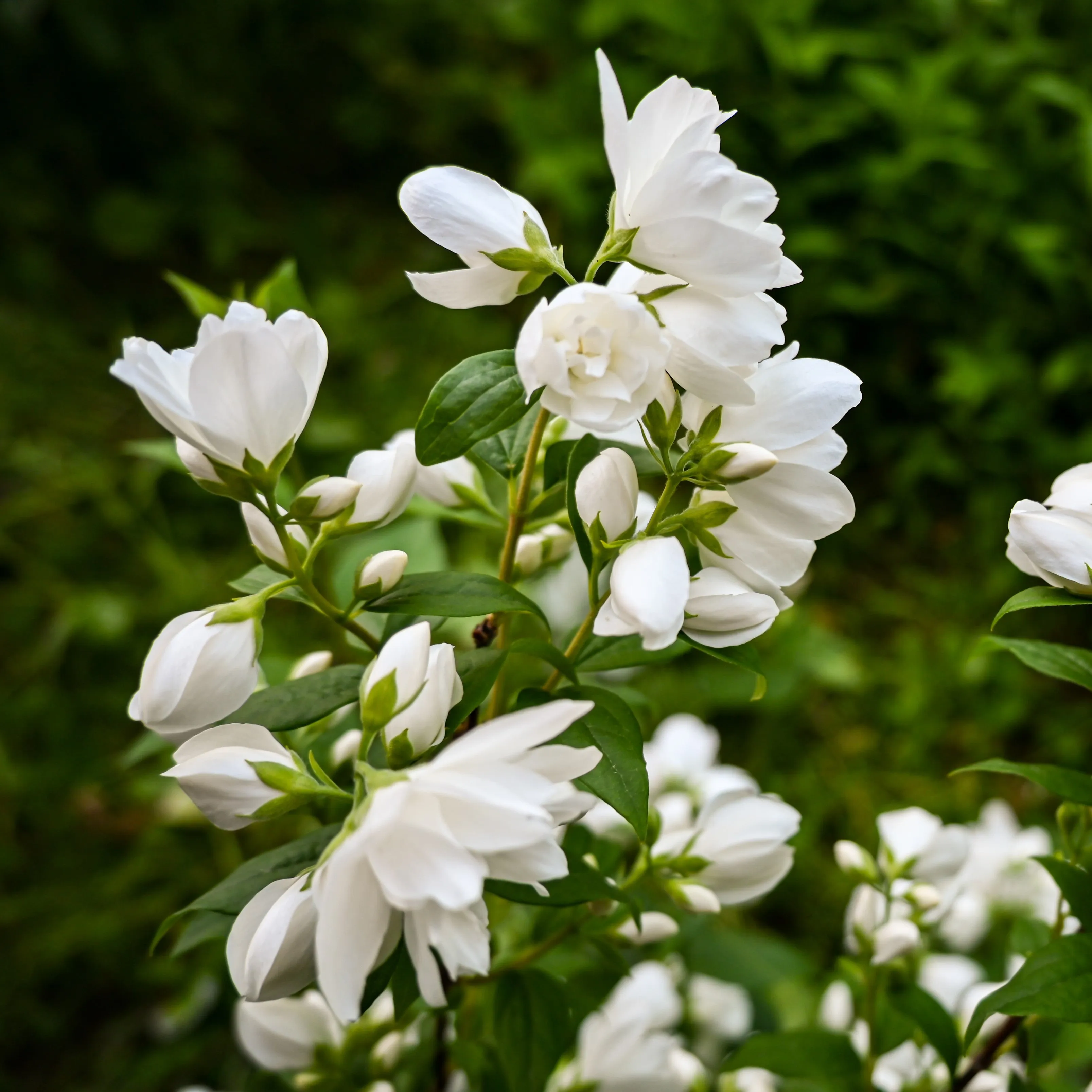 Natchez Mock Orange