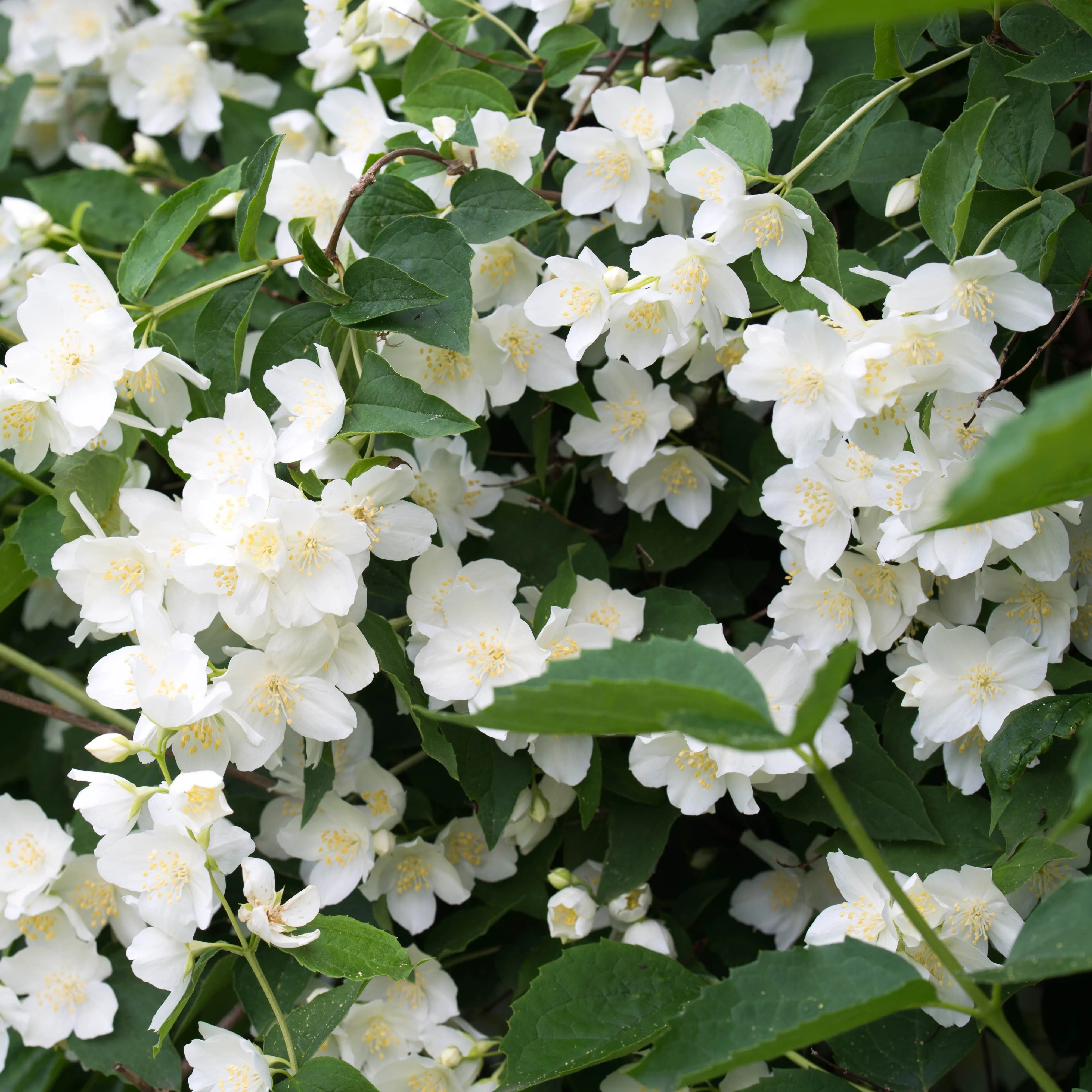 Natchez Mock Orange