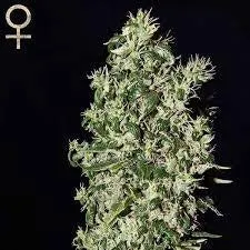 SALE!! Strain Hunters Seeds - Big Tooth