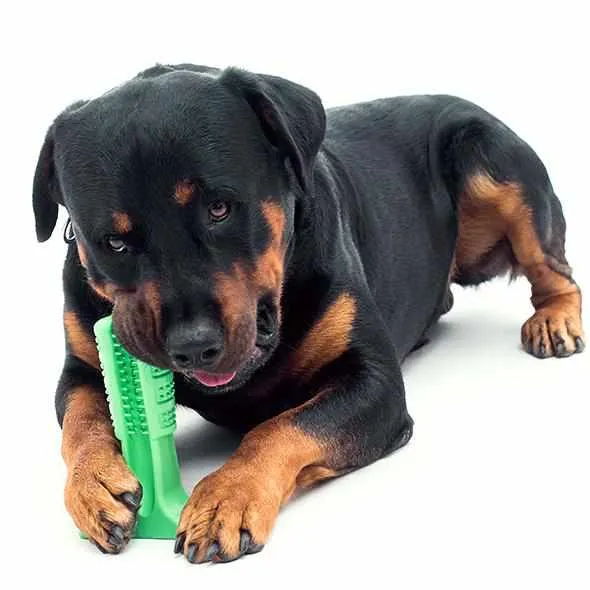 STRESS-FREE DIY Dog Toothbrush